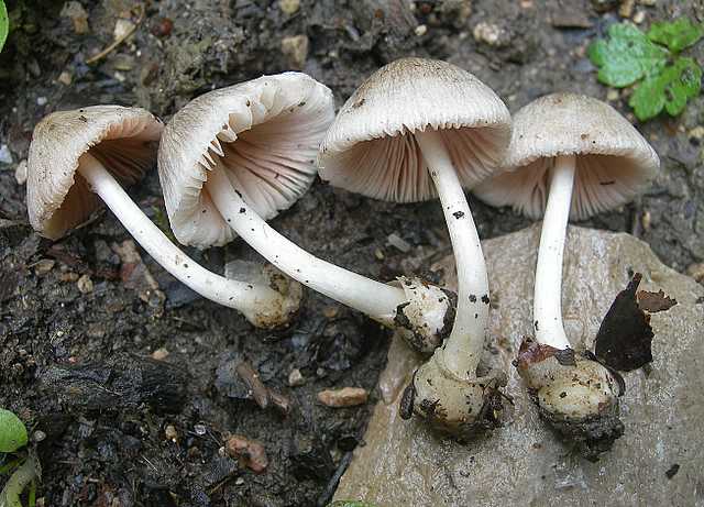 Volvariella spec.